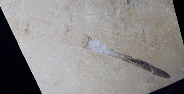 Hibolithes sp. (MONTFORT 1808) - Bild &copy; FossNet FossilienStore